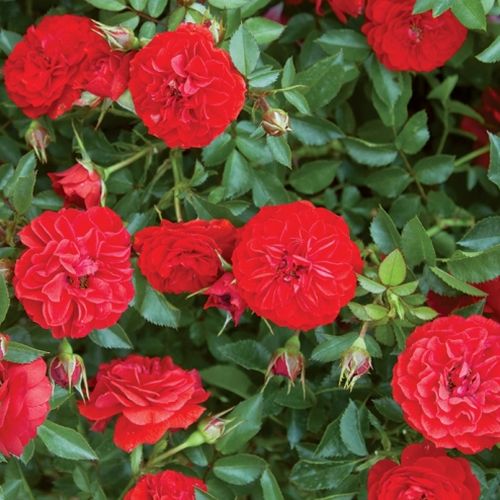 Virágágyi polianta rózsa - Rózsa - Big Bang® - Online rózsa rendelés
